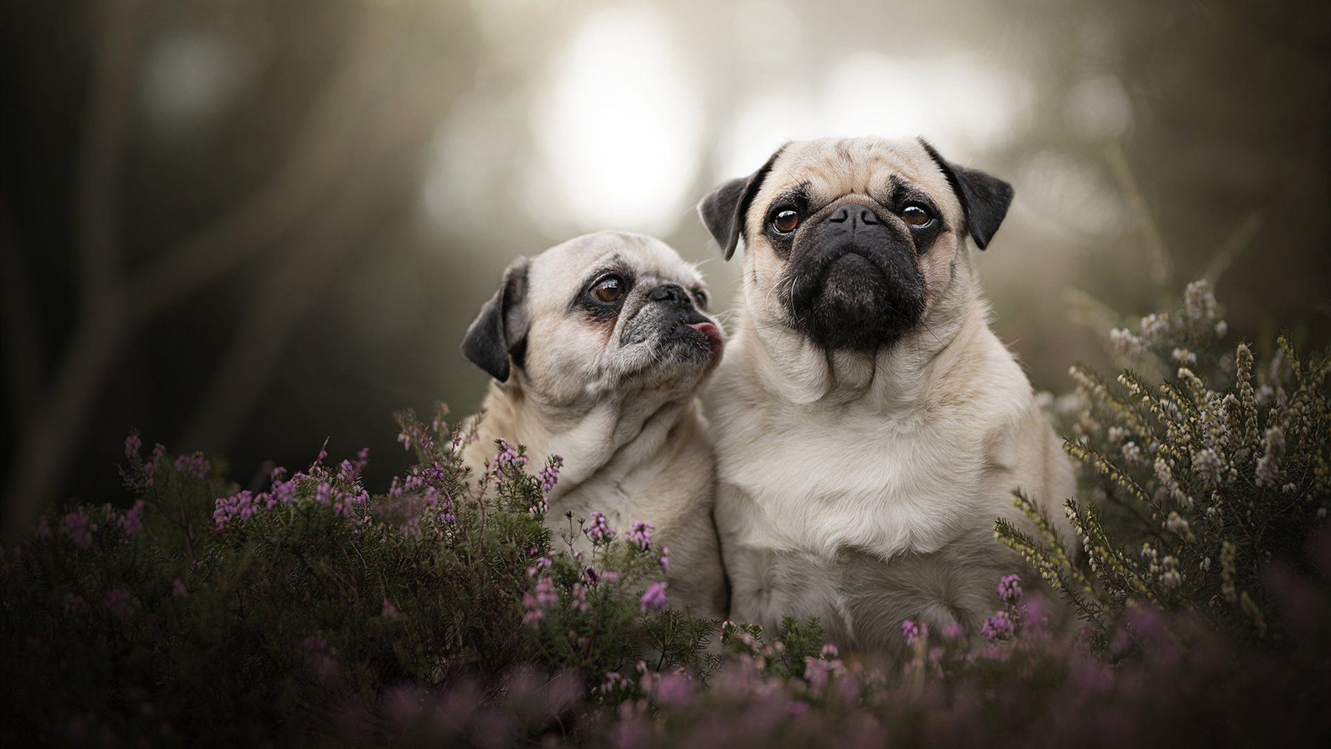 NBA首次启用“高原主场”标准,测试球员体能响应,nba高原球队