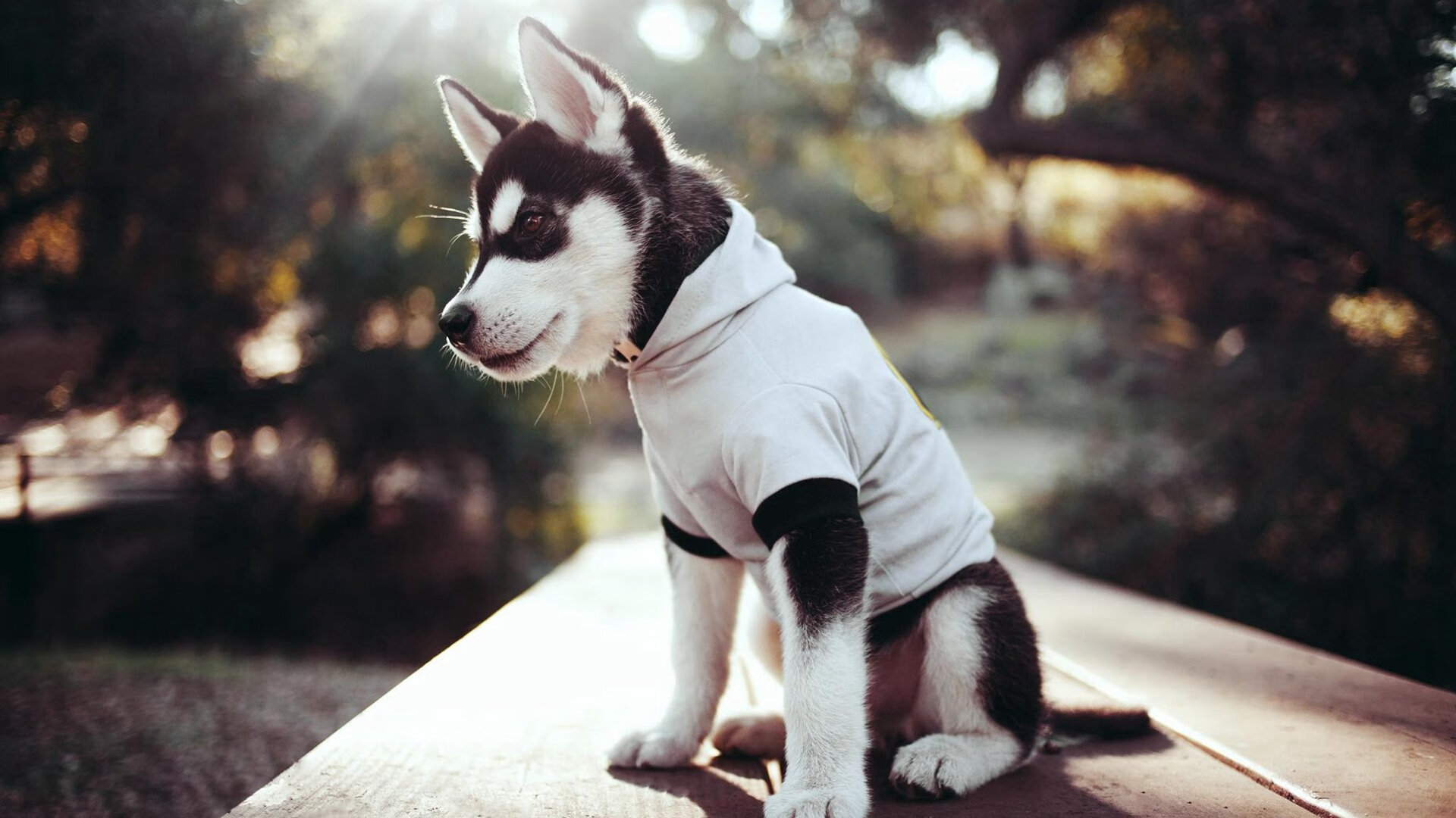 乐鱼vip-_湖人积极调整，迎来反弹时代_，湖人宣布