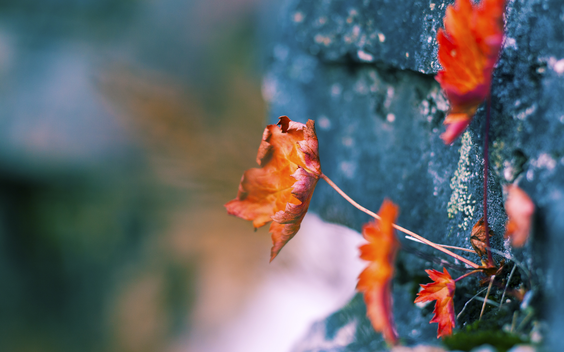 下载乐鱼体育APP-_魔术逆境中崛起，士气大扩张_，最牛魔术视频