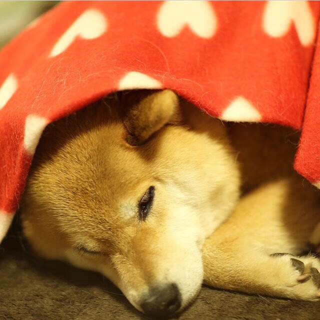 【队内竞争】新老球员对抗带来的精彩比拼,对一个新的球队应该说什么