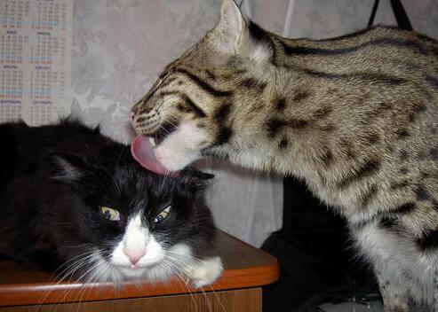 史上“最牛”篮下封盖：斯托亚科维奇在对阵勇士时完美封堵对手关键投篮！