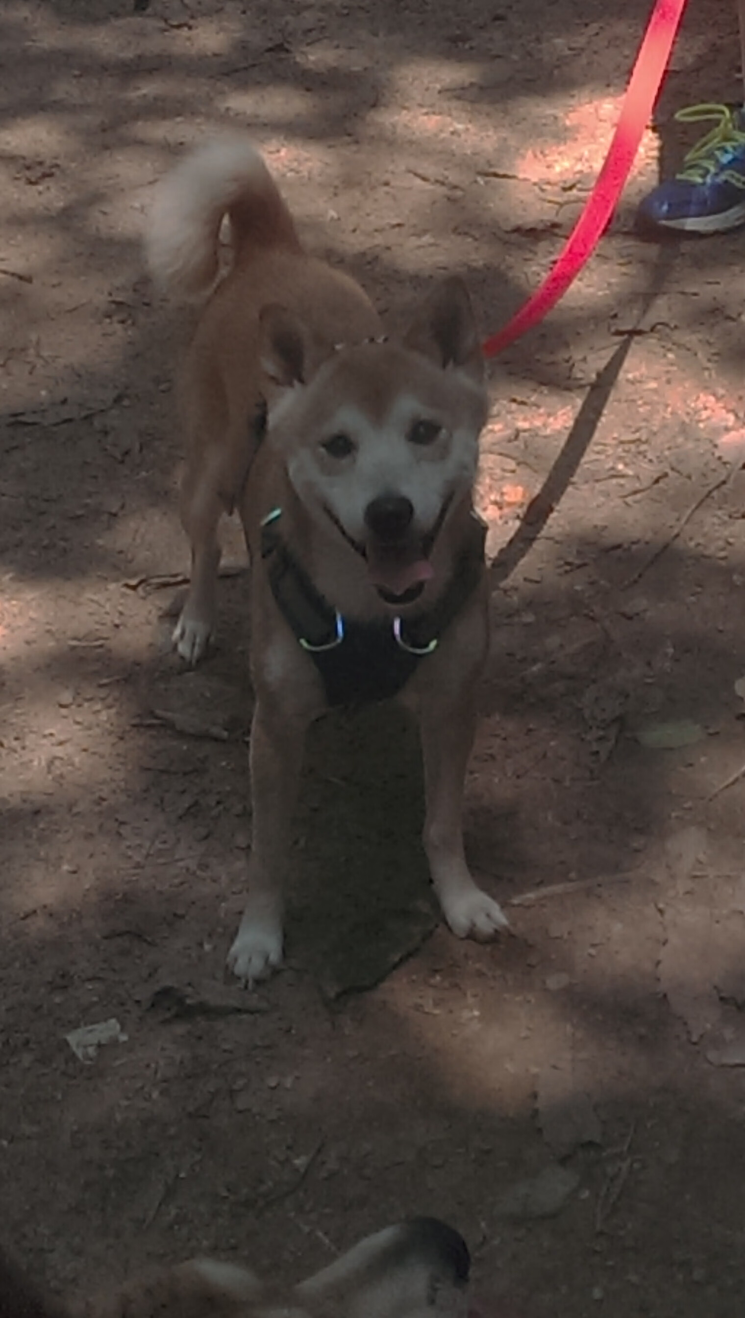 篮球裁判执法视频辅助技术推广应用，篮球裁判员执裁案例测试题