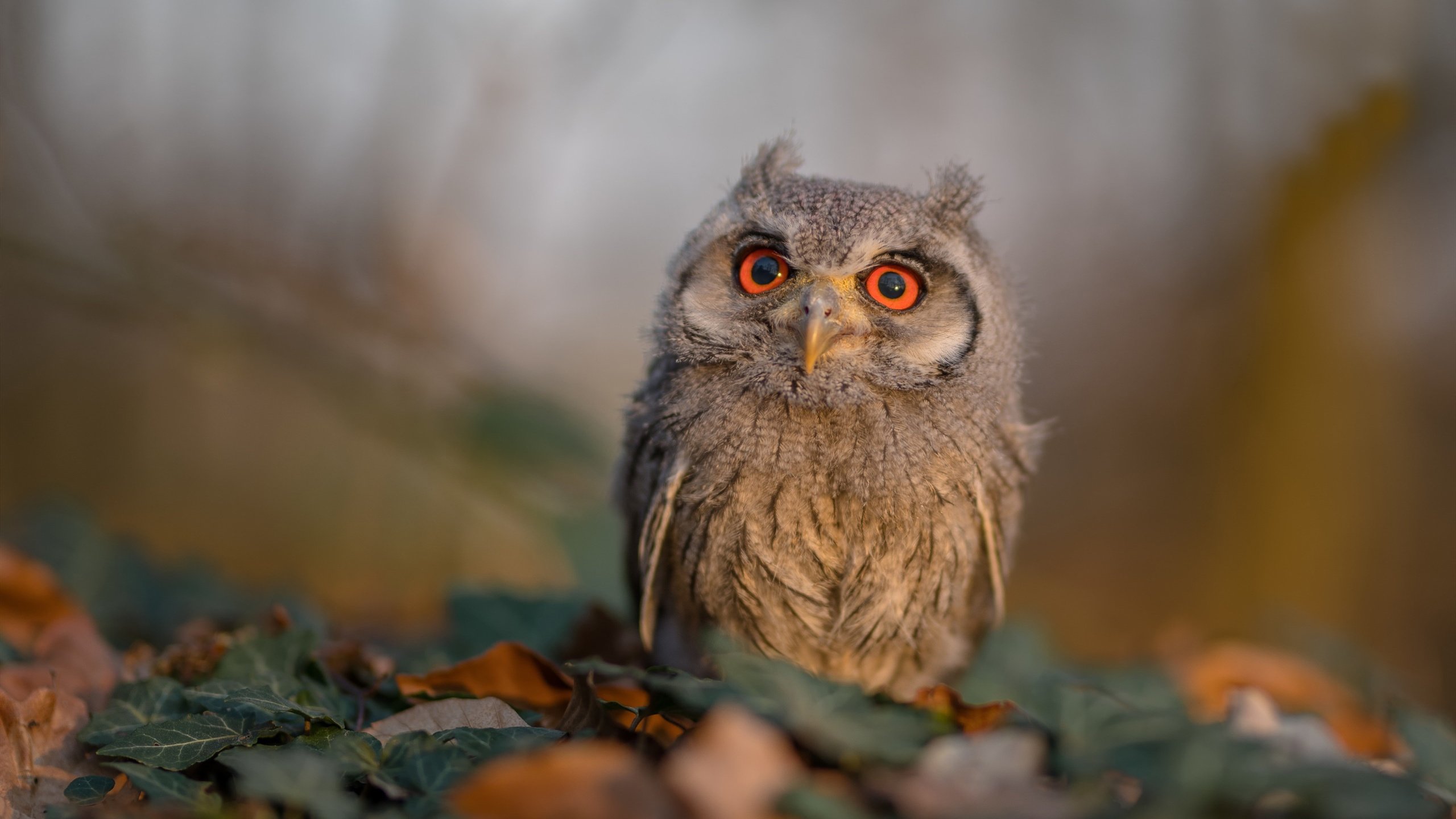 逆转战术——欧冠中的“掉头战术”研究,欧冠经典逆转