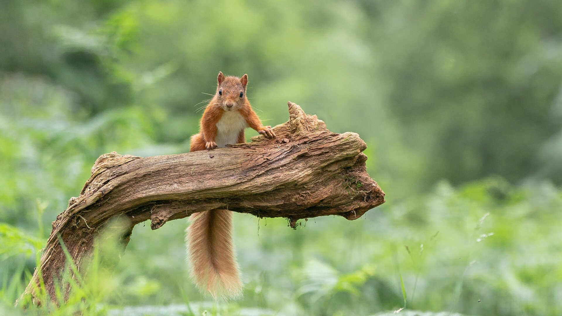 马赛新援爆发,成球队新领袖,马赛主场球迷
