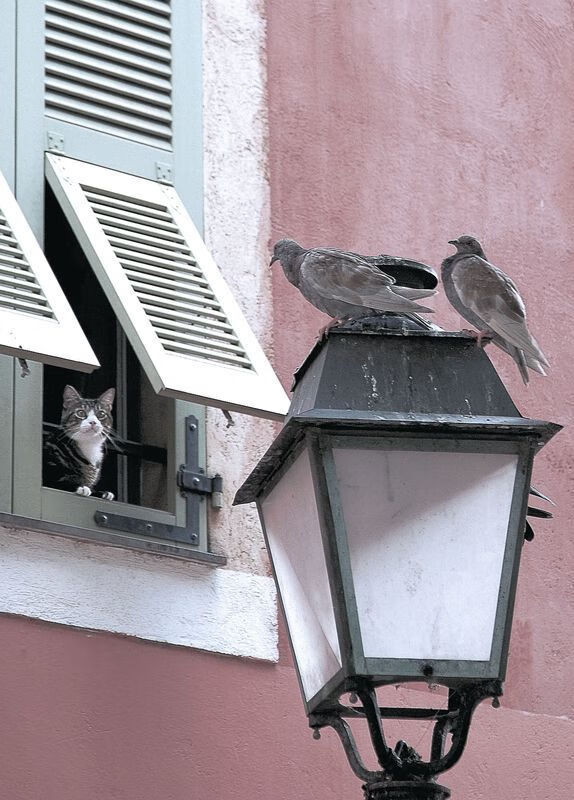 LeyuSports-争夺荣誉巅峰，亚冠比赛难分伯仲，亚冠冠军赛