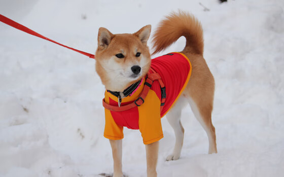 国民队防守端表现稳健，国民队长