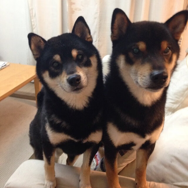 山东泰山年轻球员崭露头角,山东泰山队主帅