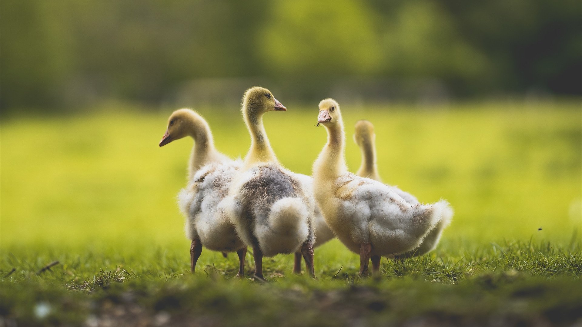 开拓者主帅公开晒训练成绩表 队员拼劲十足,开拓者队教练