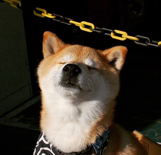 拜仁慕尼黑准备在客场对决柯布伦茨，拜仁慕尼黑对科隆