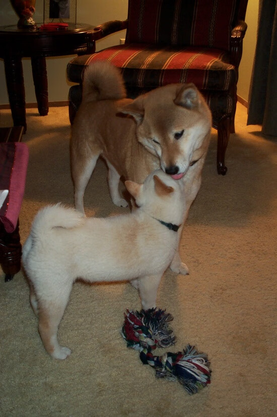 比利亚雷亚尔主场战平,暂居中游,比利亚雷亚尔现主帅是谁