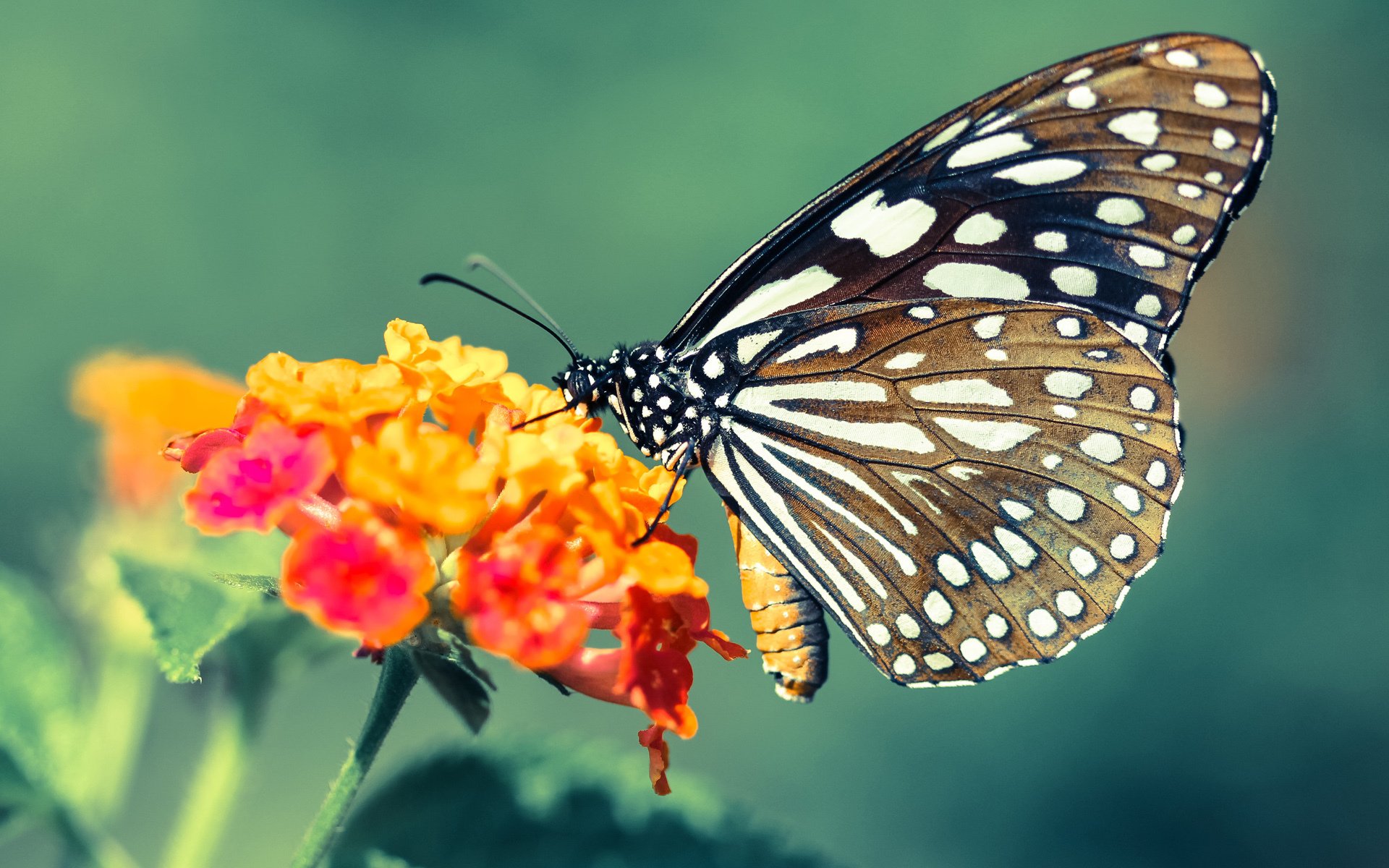 运动员训练数据分析系统,运动员数据分析软件