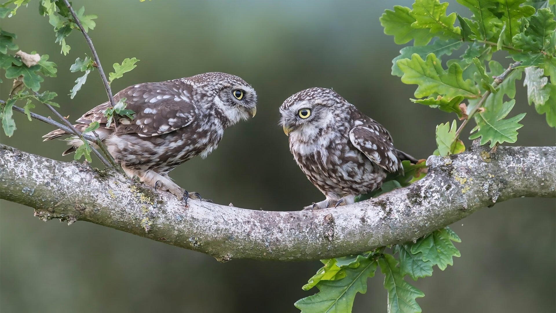 乐鱼官网-200蛙划频与冲刺节奏关系解析