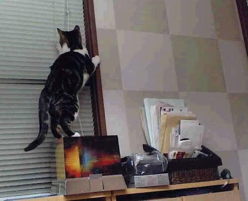 APP下载 LY Sports-国家队管理架构臃肿拖慢训练节奏，国家队体系