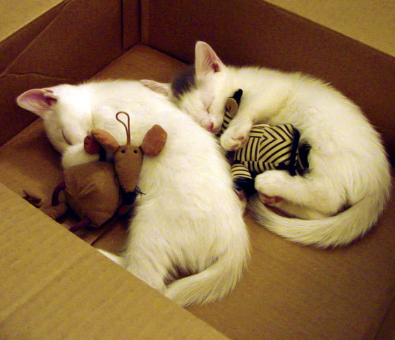 自由式滑雪动作创新提升观赏性,自由式滑雪动作术语