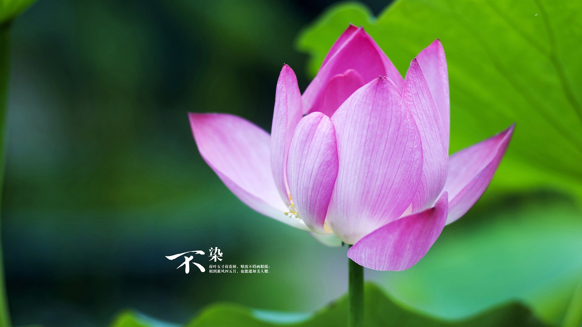 印度男篮在亚洲锦标赛中崭露头角,表现令人期待