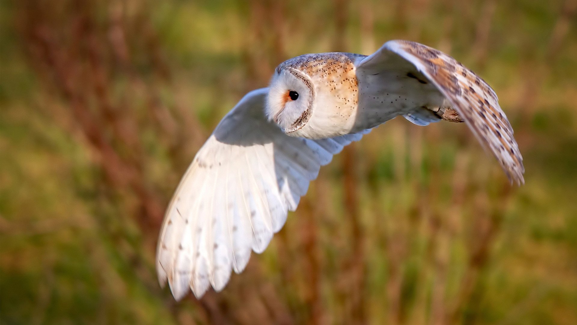 张雨霏刷新全国纪录引关注，回放张雨霏