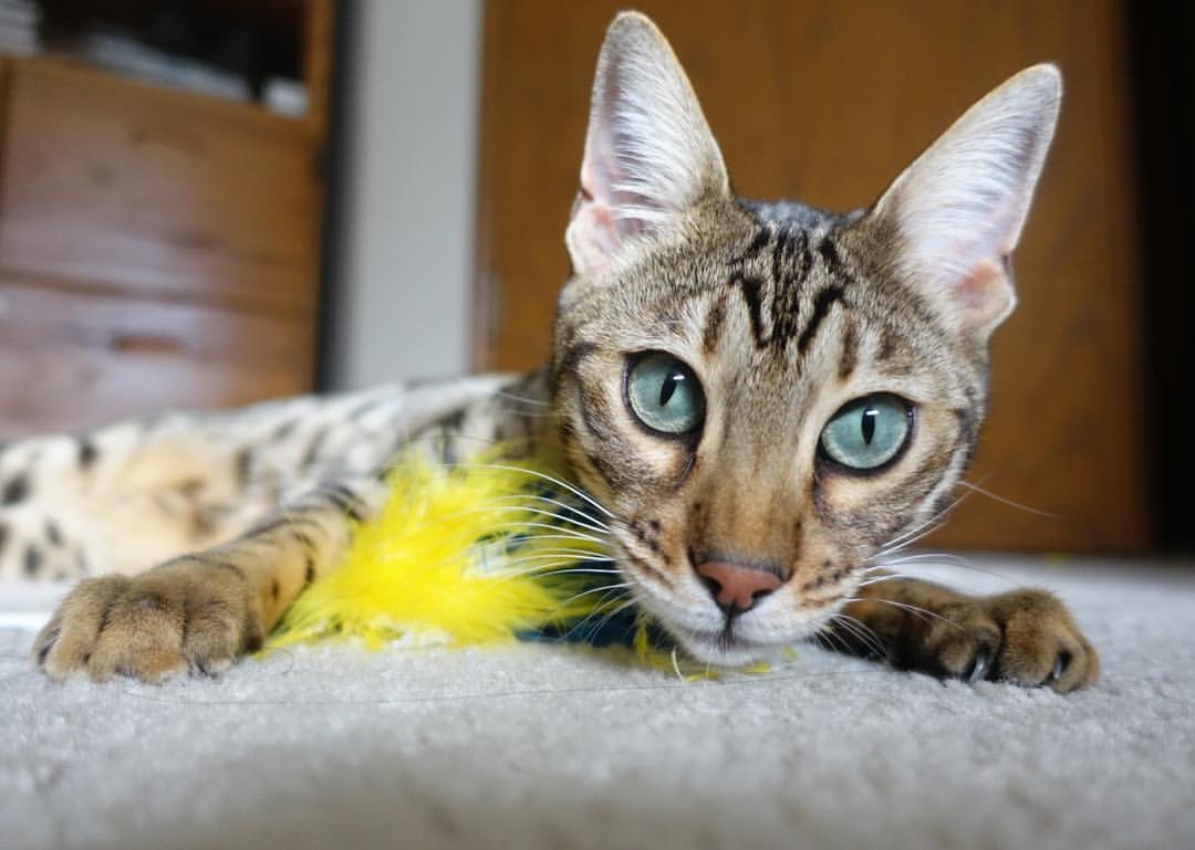 意甲中场核心转会谈判进展,意甲中场核心转会谈判进展最新