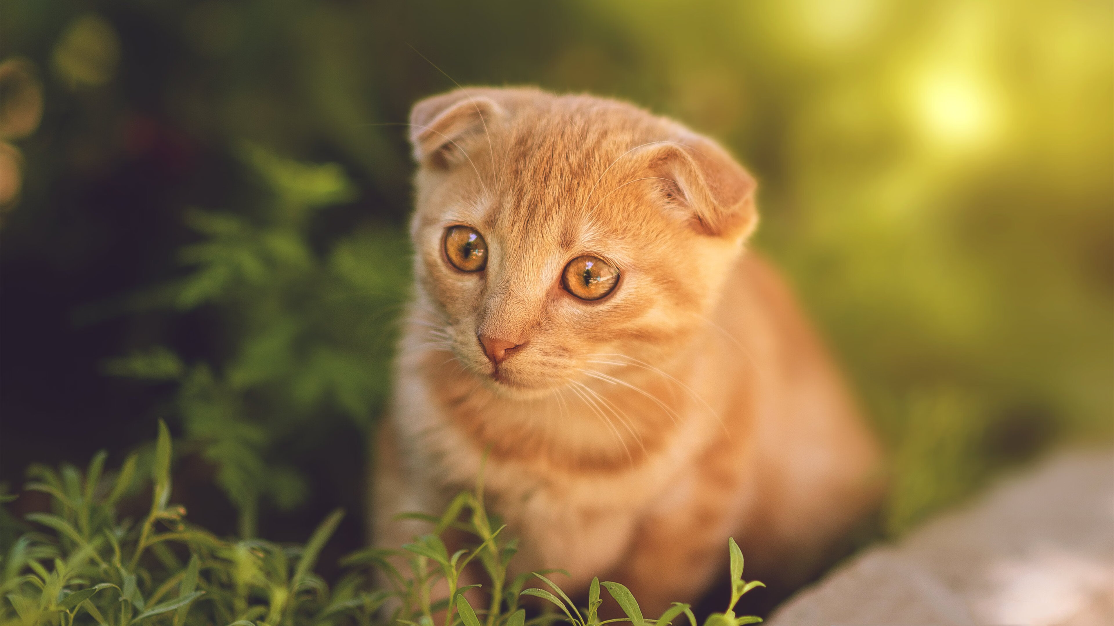 乐鱼体育-足球联赛转会市场热潮，足球转会市场排名