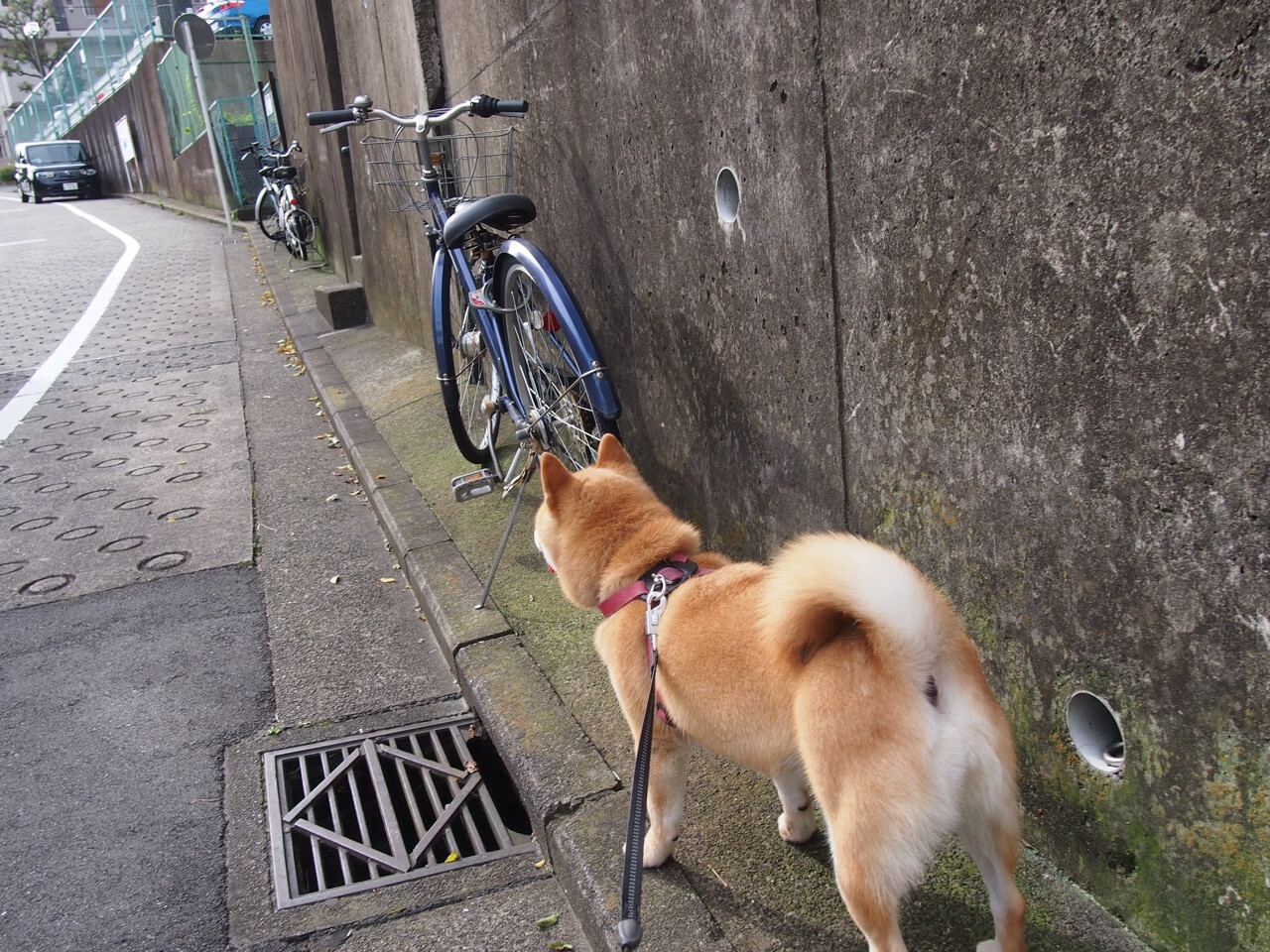 Leyu Sport登录入口-跳水决赛瑞士选手状态佳，跳水世界比赛