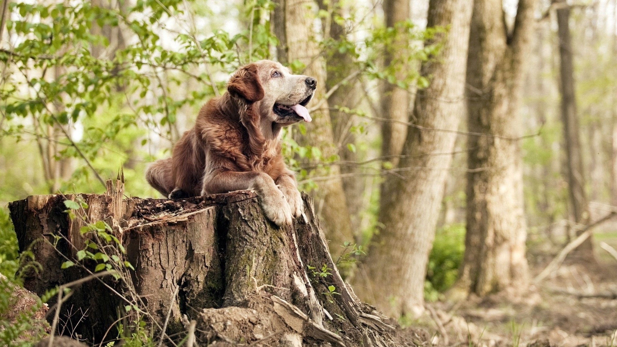 乐鱼电竞在线平台登录入口-英超冲刺战：悬念到最后一秒！，英超大战
